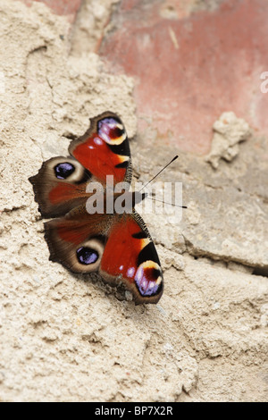 Ein europäischer Pfau (Inachis Io) sitzt auf einer Mauer in der Sonne. Stockfoto