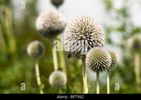 Weiße Echinops, Globe Thistle in Blüte Stockfoto