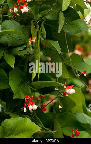 Runner Bean "Painted Lady" wächst am Hügel nahe Gärten in Warwickshire Stockfoto