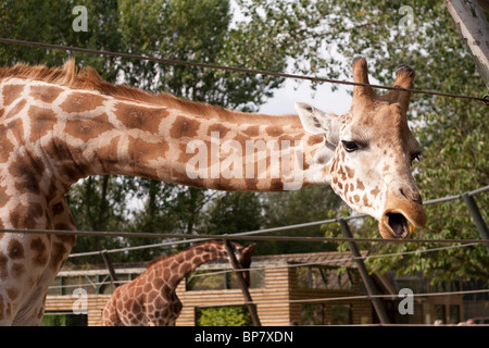 Eine Giraffe in einem Zoo-Gehäuse in Twycross Zoo, England UK Stockfoto