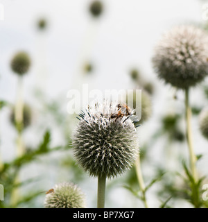Weiße Echinops, Globe Thistle in Blüte Stockfoto