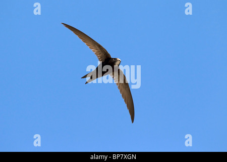 Mauersegler (Apus Apus) im Flug gegen blauen Himmel Stockfoto