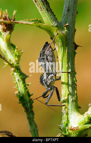 Rad-Bug - Arilus cristatus Stockfoto