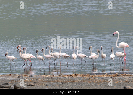 Größere Flamingo, Phoenicopterus Ruber, Lake Bogoria, Rift Valley, Kenia Stockfoto