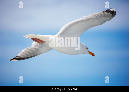 Silbermöwe (Larus Argentatus) vor einem blauen Himmel fliegen. Stockfoto