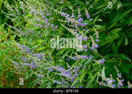 VITEX AGNUS CASTUS VAR LATIFOLIA KEUSCHE BAUM Stockfoto