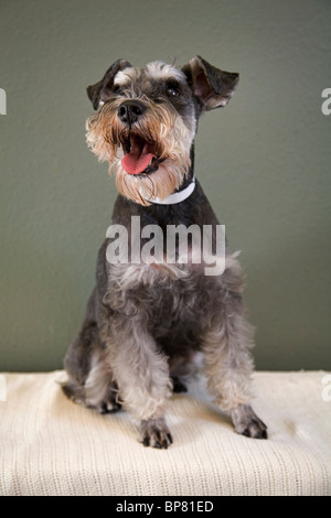 Porträt eines deutschen Schnauzer-Hundes Stockfoto