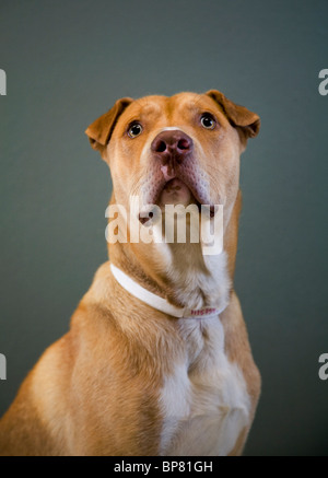 Porträt von einem Pitbull cross Hund Stockfoto