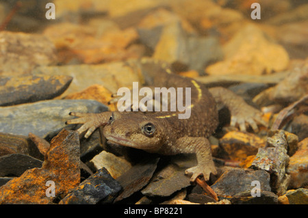 Pyrenäen-Berg Newt (Calotriton Asper, Euproctus Asper), in einem Bach, Katalonia, Pyrenäen, Spanien, Ordesa Nationalpark Stockfoto