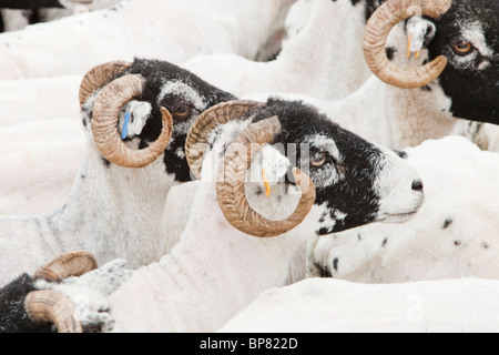 Frisch geschorene Schafe scheren Stift in nassen Sleddale, Lake District, Großbritannien. Stockfoto