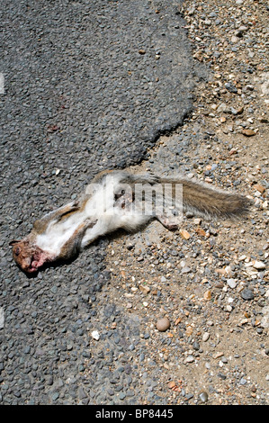 Road Kill, ein totes Tier, ein graues Eichhörnchen liegt tot auf einer Straße, die wahrscheinlich von einem vorbeifahrenden Autofahrer in ein Auto gelaufen Stockfoto
