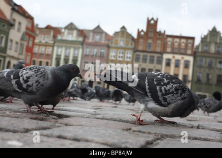 Tauben auf dem Marktplatz in Poznan, Polen Stockfoto