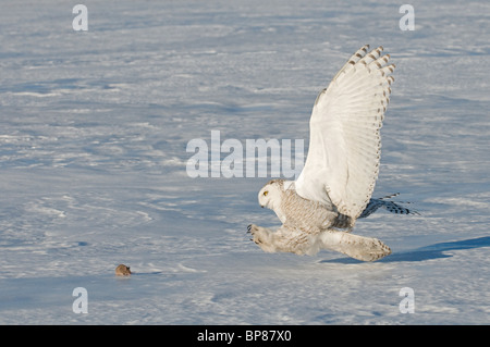 Schnee-Eule (Bubo Scandiacus, Nyctea Scandiaca) Erwachsenen etwa, eine Maus zu fangen. Stockfoto