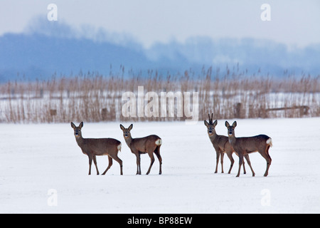 Reh (Capreolus Capreolus) Herde im Feld im Winter im Schnee, Deutschland Stockfoto