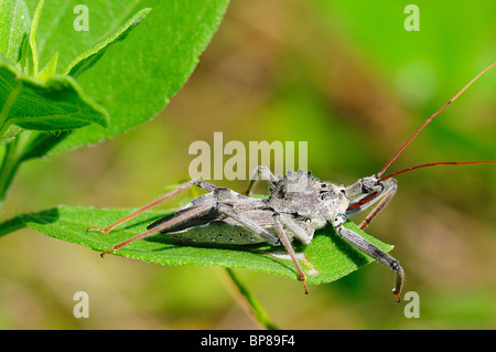 Rad-Bug - Arilus cristatus Stockfoto