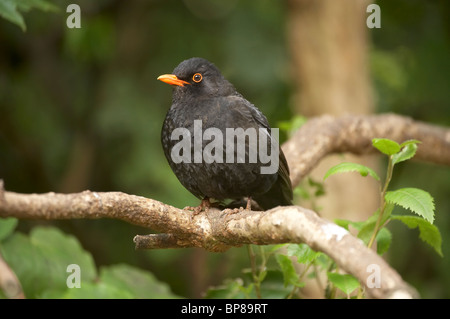 Amsel (Turdus Merula), Karori Wildlife Sanctuary, Wellington, Nordinsel, Neuseeland Stockfoto