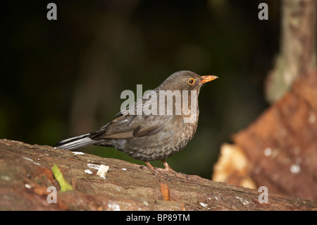 Weibliche Amsel (Turdus Merula), Karori Wildlife Sanctuary, Wellington, Nordinsel, Neuseeland Stockfoto