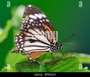 Schwarz geädert Tiger Schmetterling ruht auf einem Blatt einer Pflanze - Danaus Melanippus Hegesippus Stockfoto