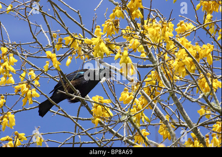 TUI (Prosthemadera Novaeseelandiae) in Kowhai Tree (Sophora sp), Taupo, Nordinsel, Neuseeland Stockfoto