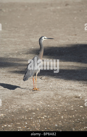 White-faced Reiher (Ardea Novaehollandiae), Flaxmill Bay, Coromandel Peninsula, Nordinsel, Neuseeland Stockfoto