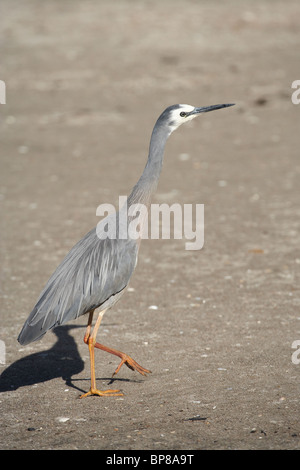 White-faced Reiher (Ardea Novaehollandiae), Flaxmill Bay, Coromandel Peninsula, Nordinsel, Neuseeland Stockfoto