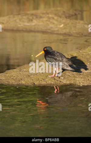 Variable Austernfischer (Haematopus unicolor), Flaxmill Bay, Coromandel Peninsula, Nordinsel, Neuseeland Stockfoto