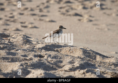 Flaxmill Bay, New Zealand Mornell (Charadrius Obscurus), North Island, Neuseeland, Coromandel Halbinsel in Gefahr Stockfoto