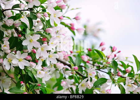 Blühenden Apfel Baum Zweige im Frühjahr Obstgarten Stockfoto