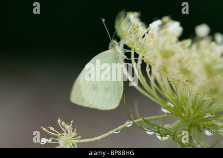 Dieser Schmetterling Kohlweißling wartet der frühen Morgentau verdunsten aus der seine "Flügel vor der Einnahme in die Flucht. Stockfoto