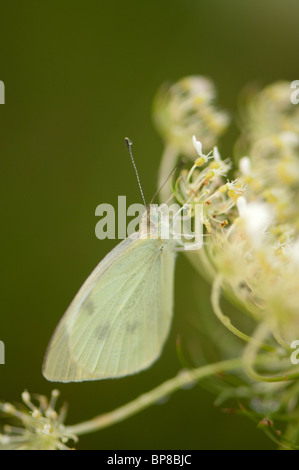 Dieser Schmetterling Kohlweißling wartet der frühen Morgentau verdunsten aus der seine "Flügel vor der Einnahme in die Flucht. Stockfoto