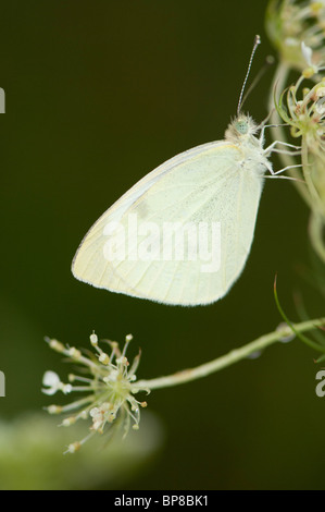 Dieser Schmetterling Kohlweißling wartet der frühen Morgentau verdunsten aus der seine "Flügel vor der Einnahme in die Flucht. Stockfoto