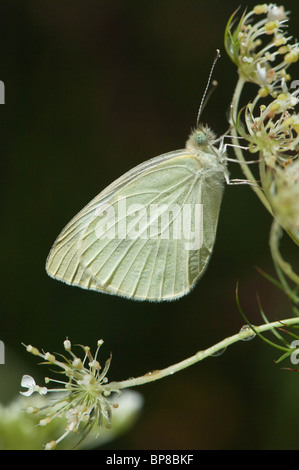 Dieser Schmetterling Kohlweißling wartet der frühen Morgentau verdunsten aus der seine "Flügel vor der Einnahme in die Flucht. Stockfoto