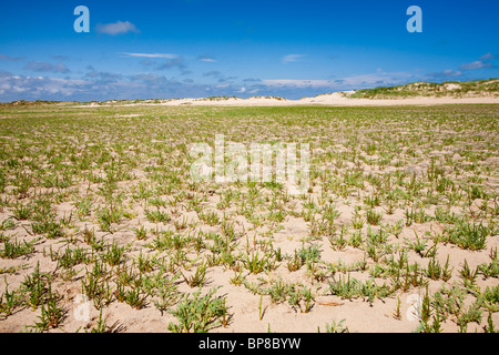 Queller wachsen am Strand am nächsten Brunnen am Meer auf der nördlichen Küste von Norfolk, UK. Stockfoto