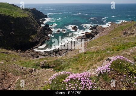 Felsige Bucht auf der Lizard Coast Path. Rosa Sparsamkeit rahmt einen Blick auf die Wellen vom beliebten Küstenweg Stockfoto