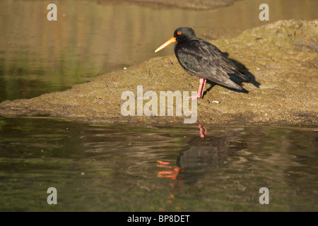 Variable Austernfischer (Haematopus unicolor), Flaxmill Bay, Coromandel Peninsula, Nordinsel, Neuseeland Stockfoto