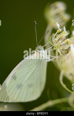 Dieser Schmetterling Kohlweißling wartet der frühen Morgentau verdunsten aus der seine "Flügel vor der Einnahme in die Flucht. Stockfoto