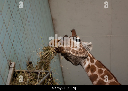 Eine Giraffe in einem Zoo-Gehäuse in Twycross Zoo, England UK Stockfoto