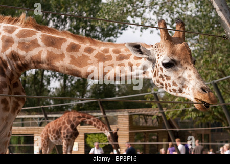 Eine Giraffe in einem Zoo-Gehäuse in Twycross Zoo, England UK Stockfoto