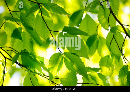 Grüner Frühling Baum Blätter im Sonnenschein, natürlichen Hintergrund Stockfoto