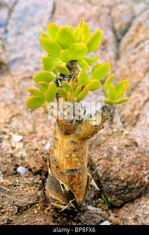 Junge Pflanze Botterboom, Tylecodon Paniculatus, Richtersveld, Südafrika Stockfoto