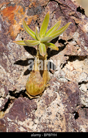 Junge Pflanze Botterboom, Tylecodon Paniculatus, Richtersveld, Südafrika Stockfoto