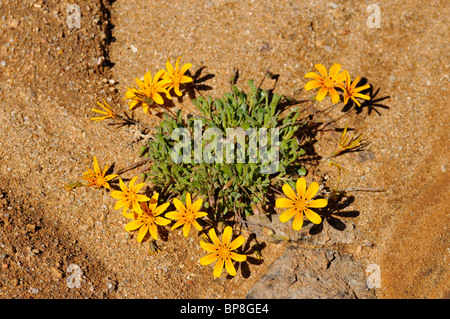 Gazanien Lichtensteinii, Namaqualand, Südafrika Stockfoto