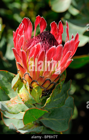 Das Protea Sylvia, Cape Floral Kingdom, Südafrika Stockfoto