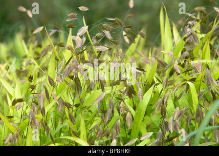 CHASMANTHIUM LATIFOLIUM INDISCHE HOLZ HAFER NÖRDLICHEN SEHAFER Stockfoto