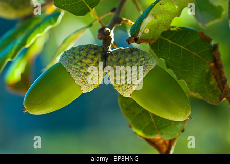 Quercus Suber Korkeiche Stockfoto