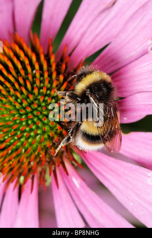 Ein Kuckuck Biene, Bombus Sylvestris, Fütterung auf einen Sonnenhut, Echinacea purpurea Stockfoto