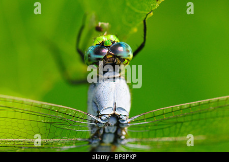 Östliche Pondhawk (männlich) Stockfoto