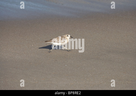 Flaxmill Bay, New Zealand Mornell (Charadrius Obscurus), North Island, Neuseeland, Coromandel Halbinsel in Gefahr Stockfoto