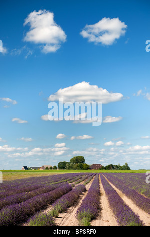 Holländische Landschaft in Flevopolder mit Lavendel in den Bereichen Stockfoto