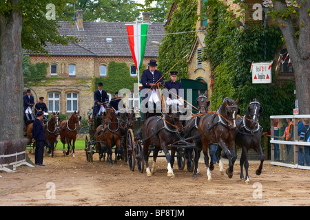 Outdoor-Foto, Hengst Parade, Landgestüt, Warendorf, Münsterland, Nordrhein-Westfalen, Deutschland, Europa Stockfoto